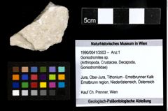 Foto (Objekt + Etiketten) von Goniodromites sp. 